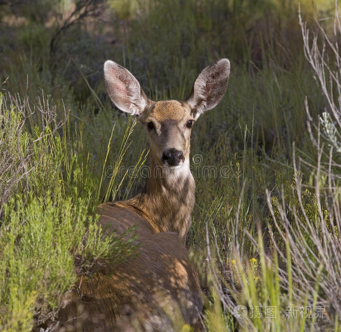 下载小样发票合同问题/举报马鹿科埃尔德鹿台湾桑巴鹿鹿白尾鹿野鹿