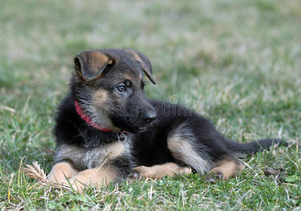 幼犬