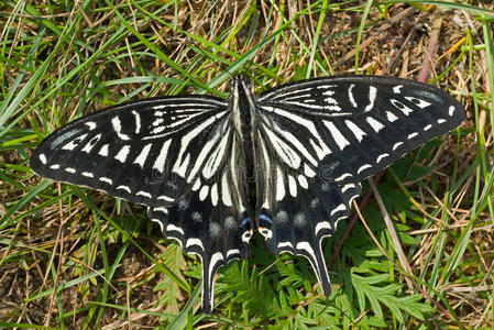 蝴蝶papilio xuthus23