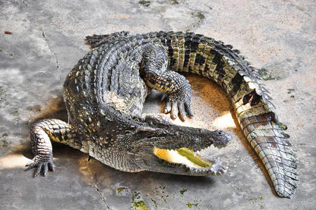 泰国的鳄鱼养殖场.摄影图