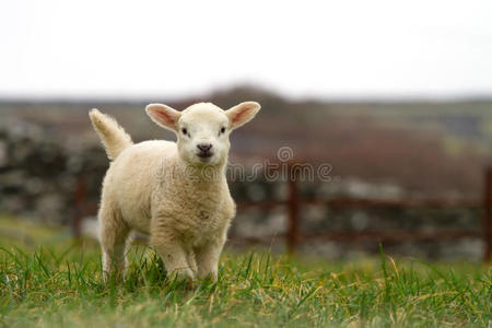 爱尔兰小绵羊