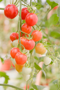 藤蔓上的西红柿