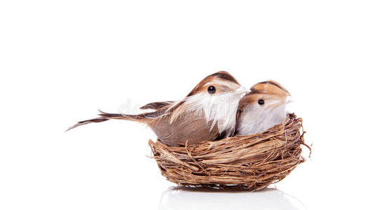 小鸟的家两只小鸟在孵蛋照片