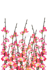 春节樱花背景图片