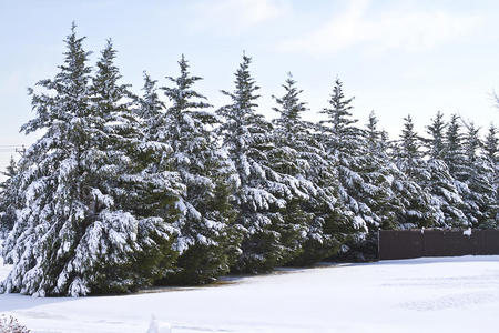 白雪覆盖的松树