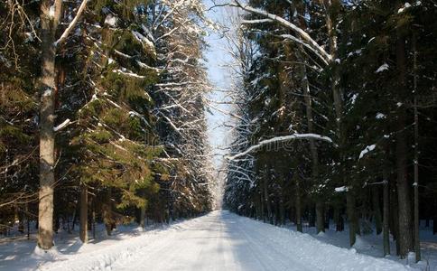 雪地宽路穿越老混交林图片