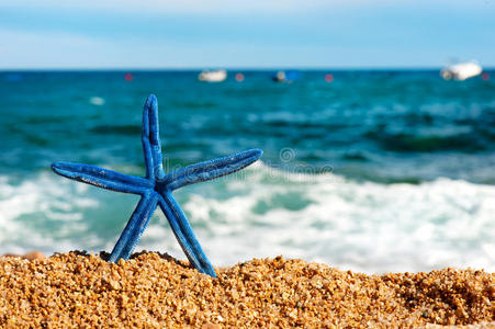 搜索蓝海星图片图片