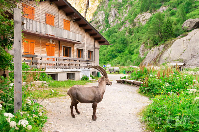 高山小屋附近的野生山羊角
