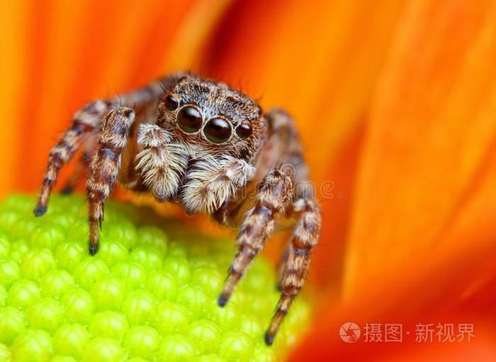 超小橙色蜘蛛图片