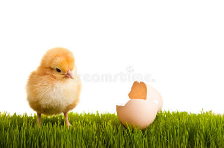 青草上的复活节蛋和鸡
