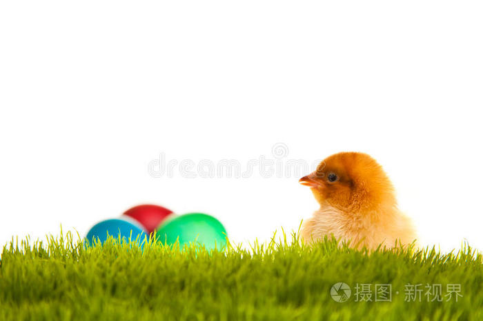 青草上隔离的复活节鸡