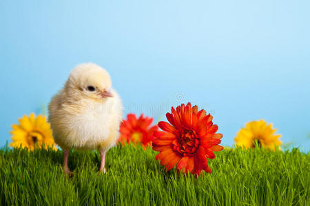 草上有花的复活节鸡