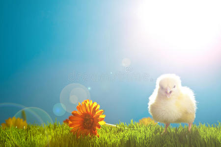 草上有花的复活节鸡