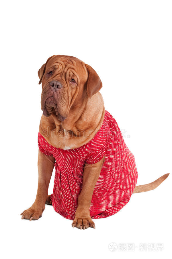 金毛猎犬优雅的狗裙混血狗造型带头饰的狗非常时髦的金毛猎犬矢量搞笑