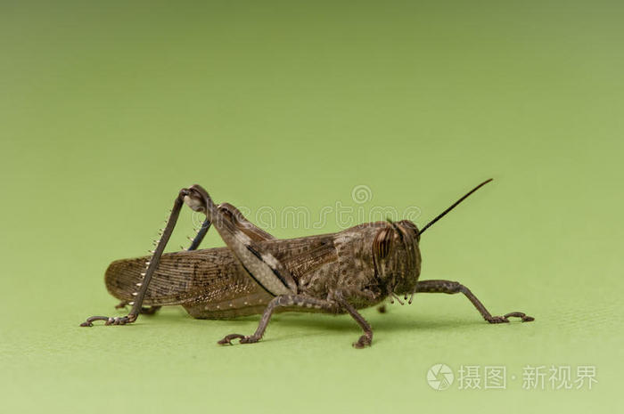 绿色背景上的蚱蜢若虫