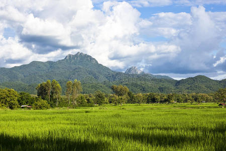 山地稻田