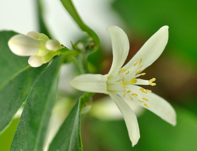 柠檬树开花