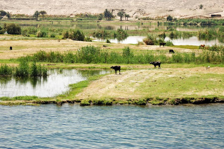 尼罗河克里米亚北运河宁平,越南 ngodong 河穿过稻田放牧牛河和农场