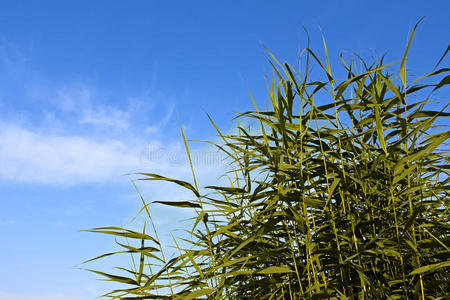 芦苇绿色植物