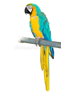 栖息的彩色鹦鹉