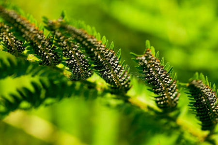 蕨类植物叶子