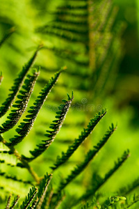 蕨类植物叶子