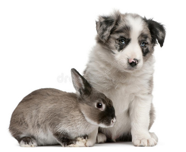 蓝梅尔边境牧羊犬小狗和一只兔子