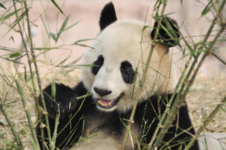 成都的中国熊猫