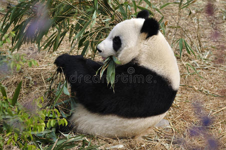成都的中国熊猫