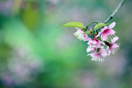 樱花，樱花