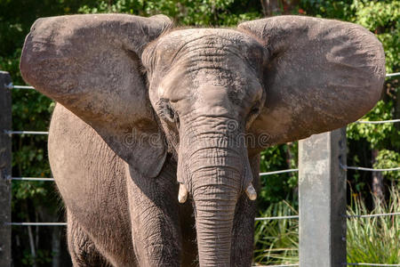 圈养的非洲象伸展着大耳朵