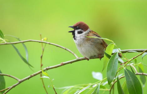 公园的鸟类麻雀图片