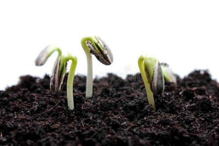 向日葵白底绿向日葵幼芽幼苗在春天上锅,芝麻菜年轻植物从种子中复活