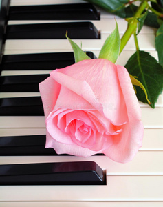 钢琴键上的玫瑰