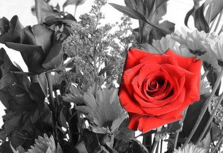 一束单朵红玫瑰