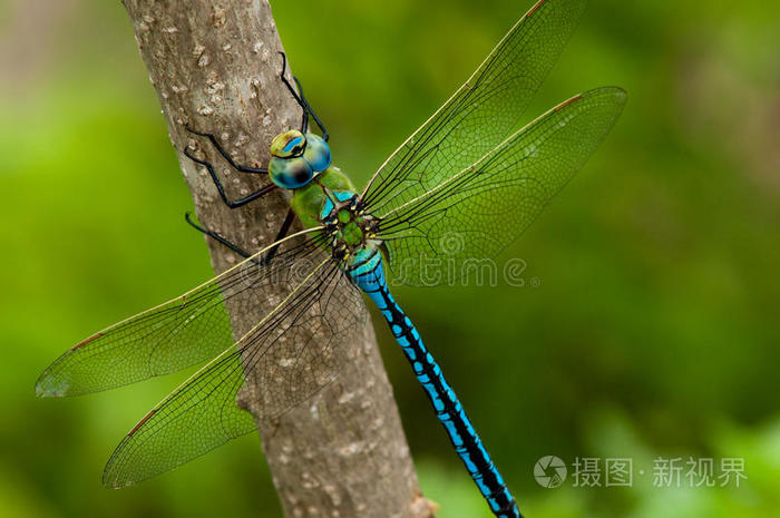 树枝上的帝王蜻蜓