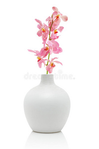 白色花瓶里的粉红兰花