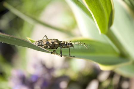 罗纹松螟虫rhagium inquisitor