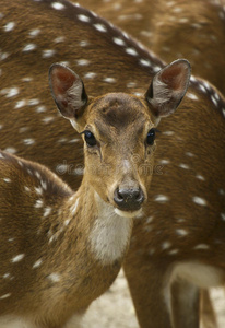 一些鹿在晚上穿过一片绿地绿色背景森林里阳光明媚的可爱小鹿小鹿母鹿
