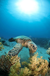 珊瑚礁海龟