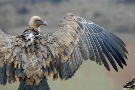 狮鹫与自然景观照片