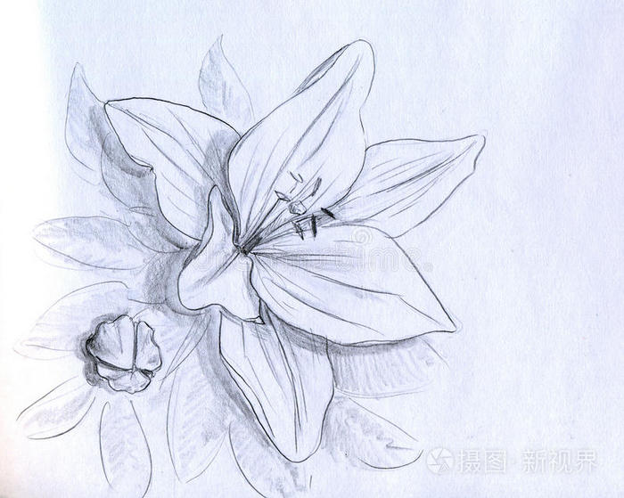 鸢尾花铅笔素描插画 正版商用图片0k7q2h 摄图新视界