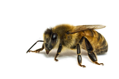 嗡嗡的脚一只蜜蜂被隔离在白色上.照片