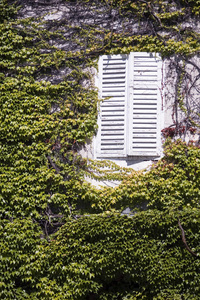 常春藤覆盖的房子，白色窗户