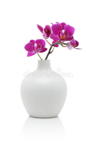 白色花瓶里的粉红兰花图片