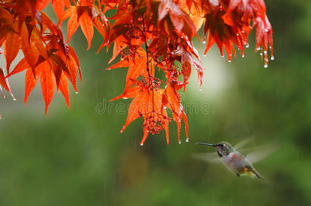 雨中的蜂鸟图片