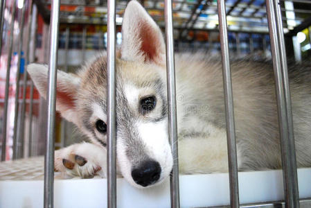 狗笼子关在笼子里的狗照片