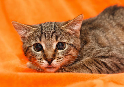 大眼睛盯着橘子的猫
