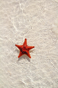 波浪浅水中的海星橙
