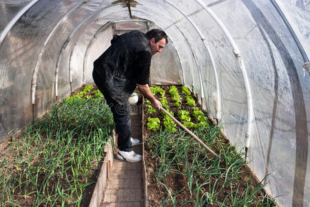 花园 生菜 房子 培养 绿色植物 温室 园艺 玻璃 农场